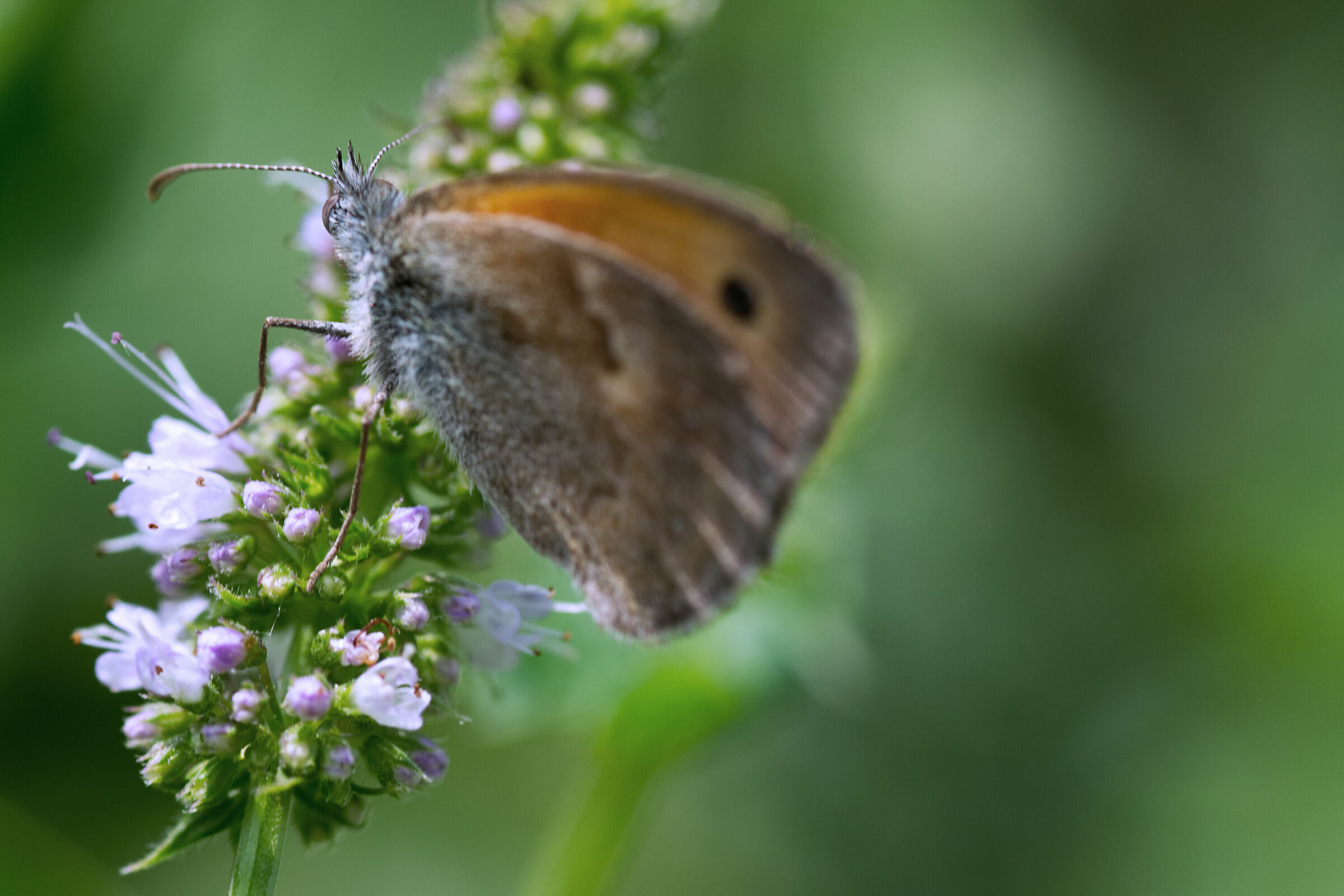 non darmi le spalle quando ti parlo...