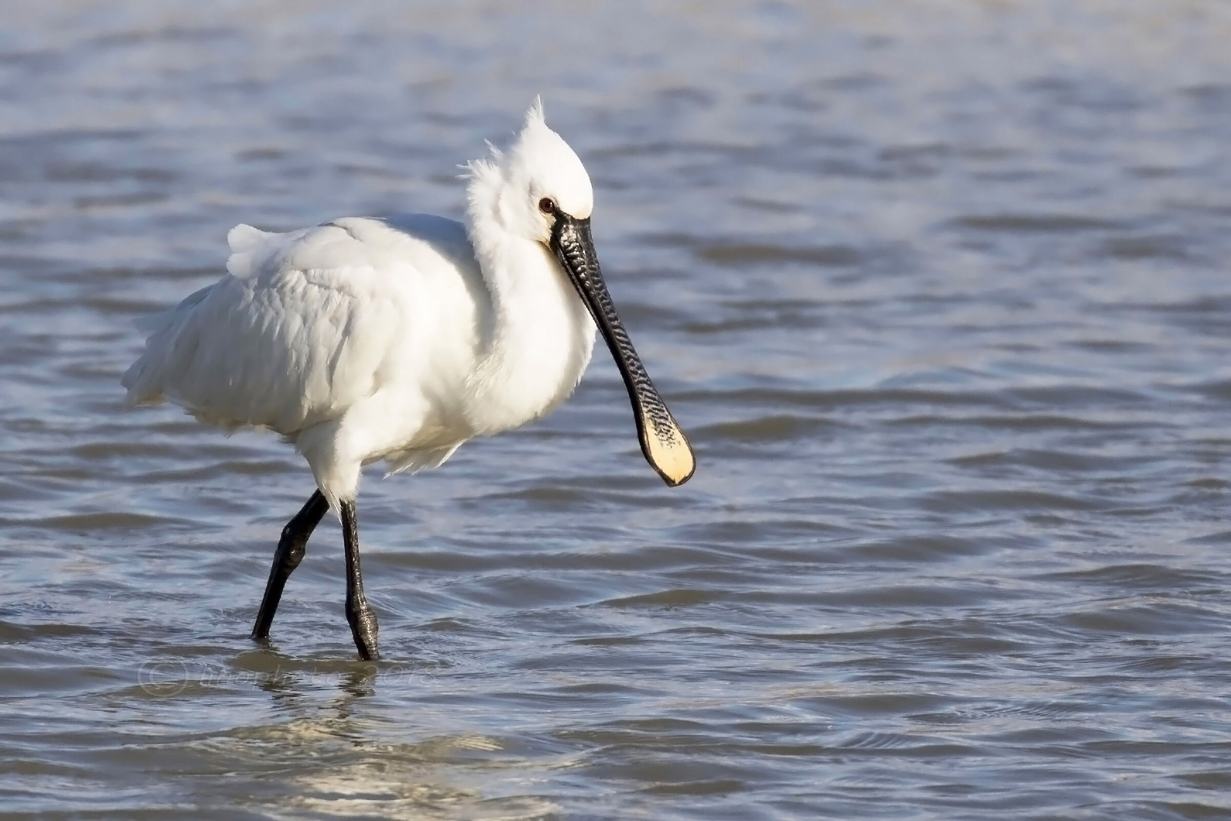 Spatola (Platalea Leucorodia)