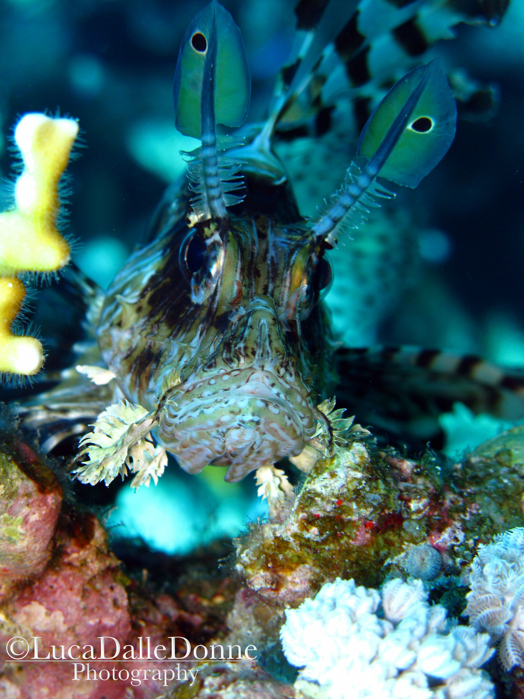 Pterois Volitans