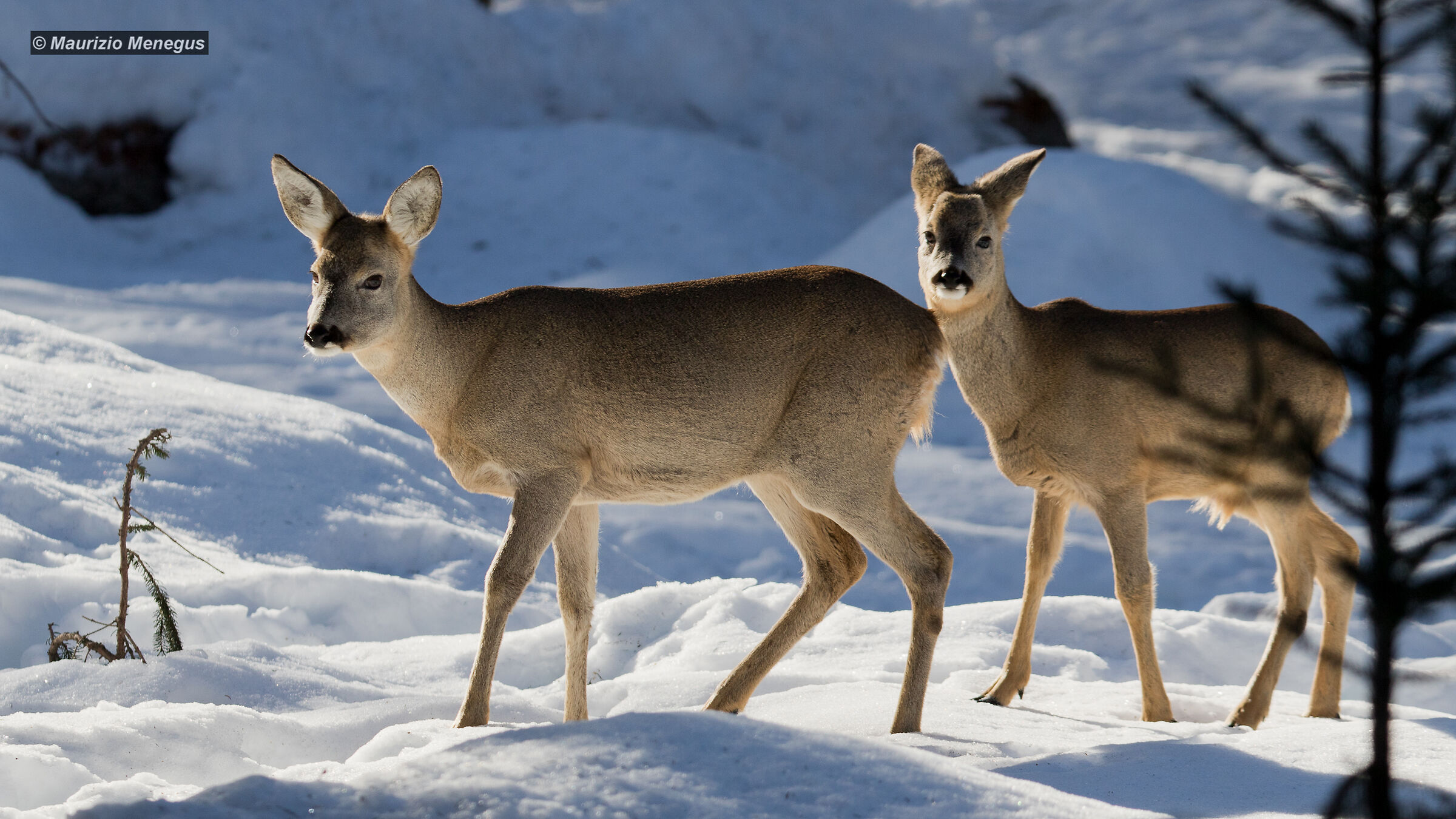 Female roe deer with small boy February 2019 D