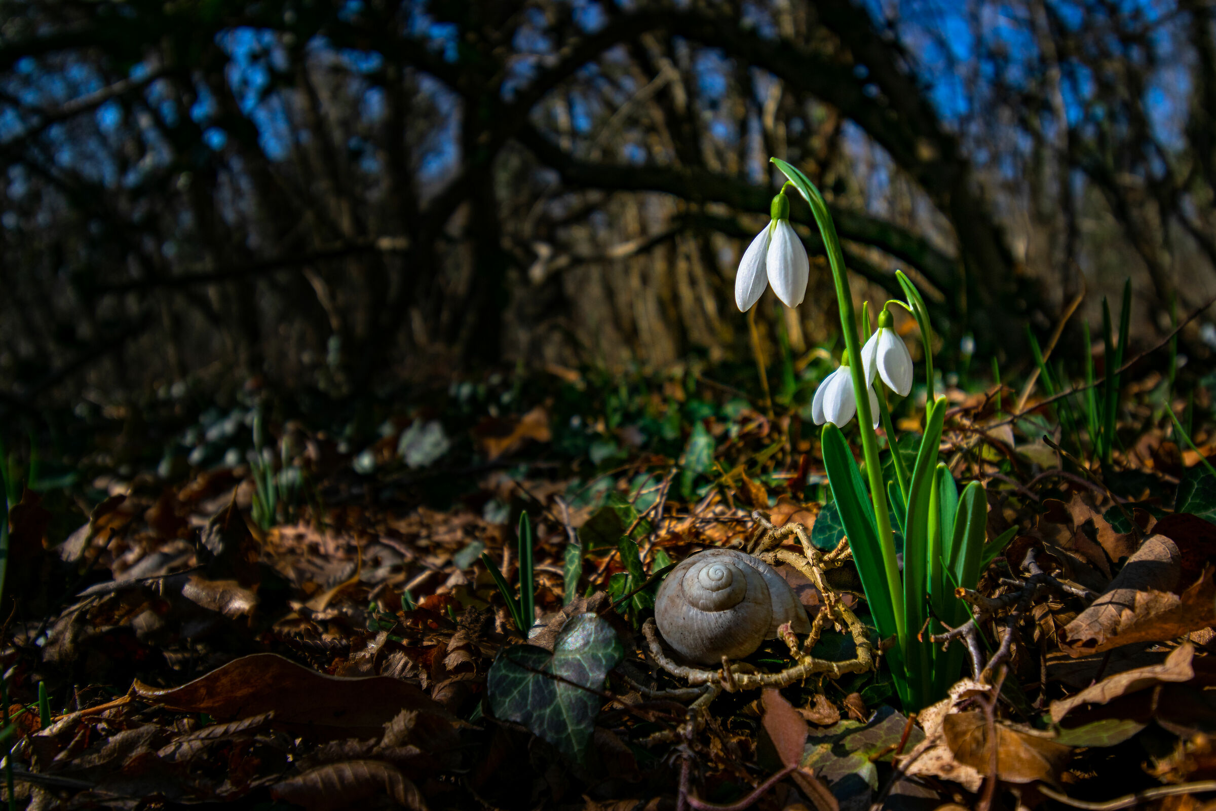 snowdrops