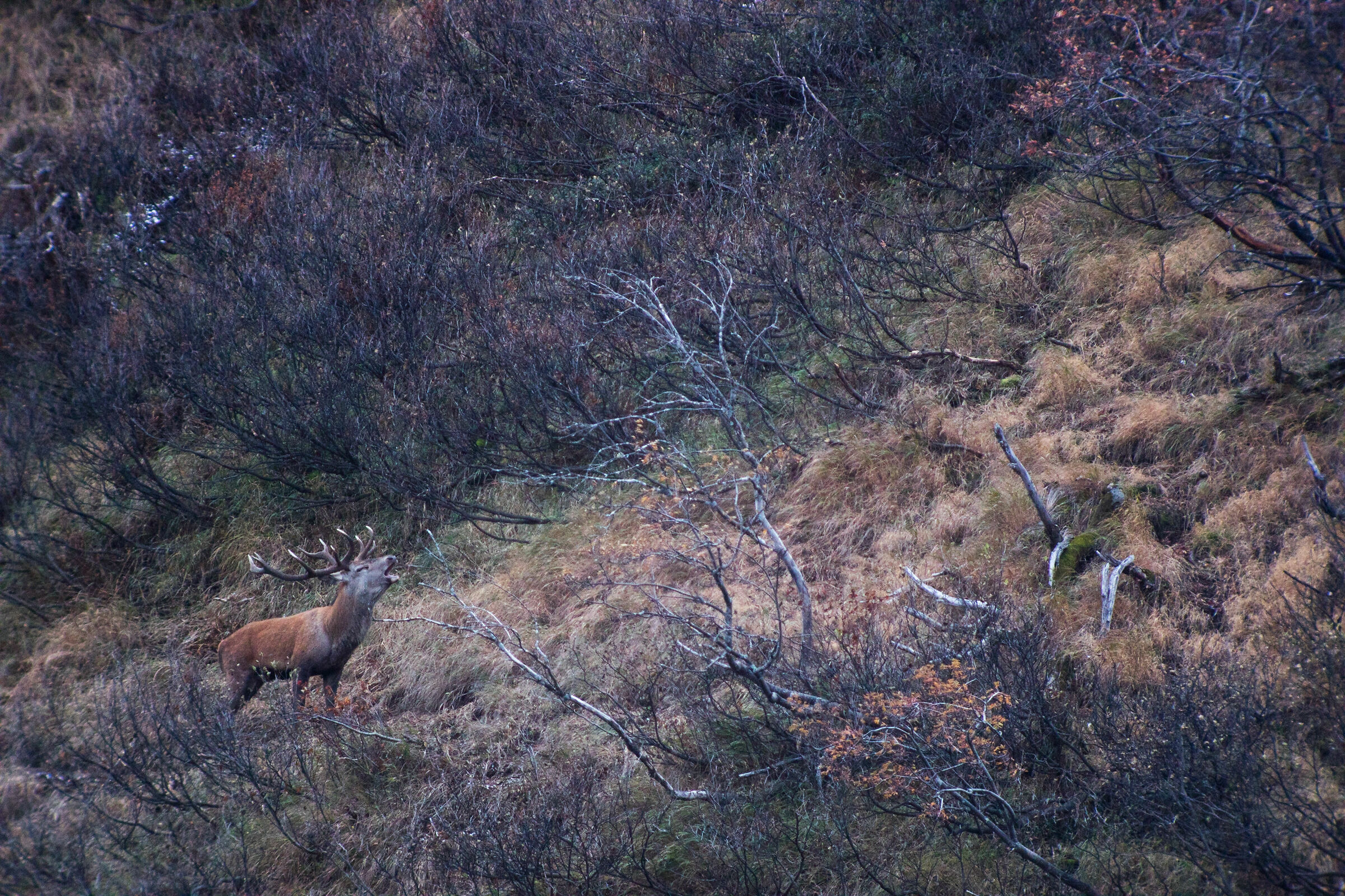 Deer at the bellowing