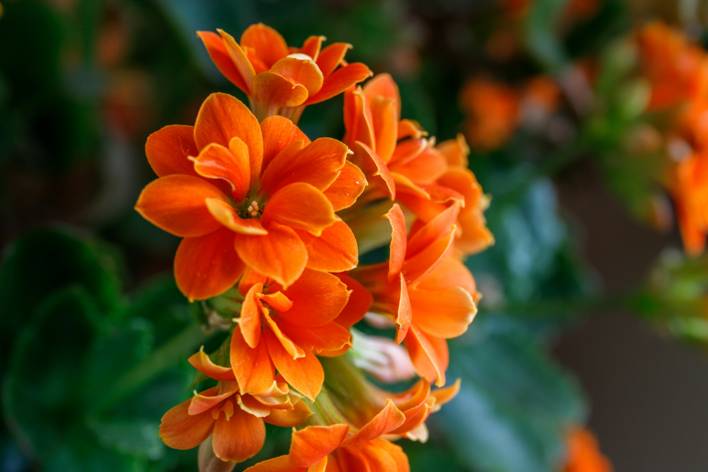 Kalanchoe