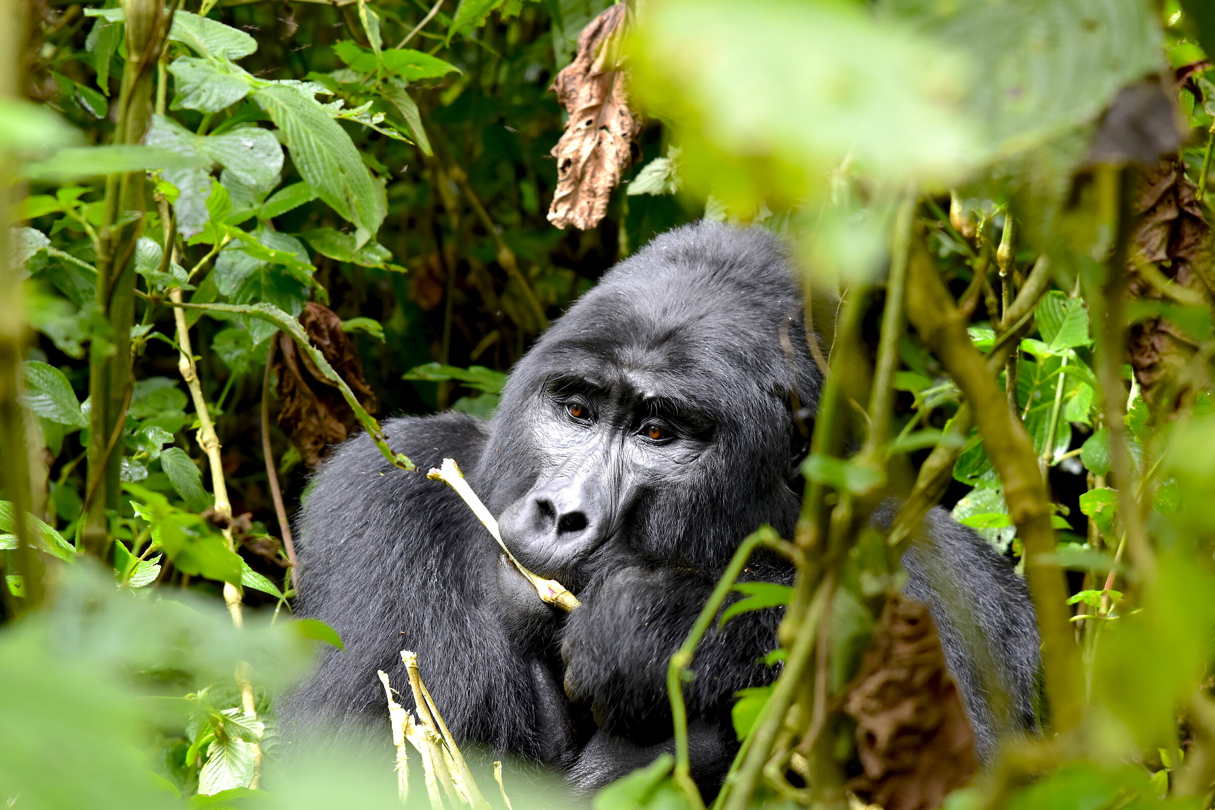 Gorilla di montagna - Silverback