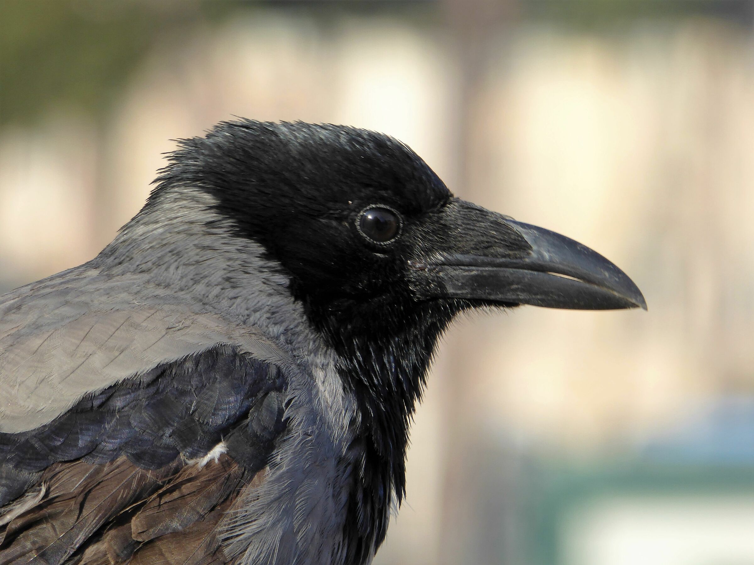 Corvo al Campidoglio, portasse jella?