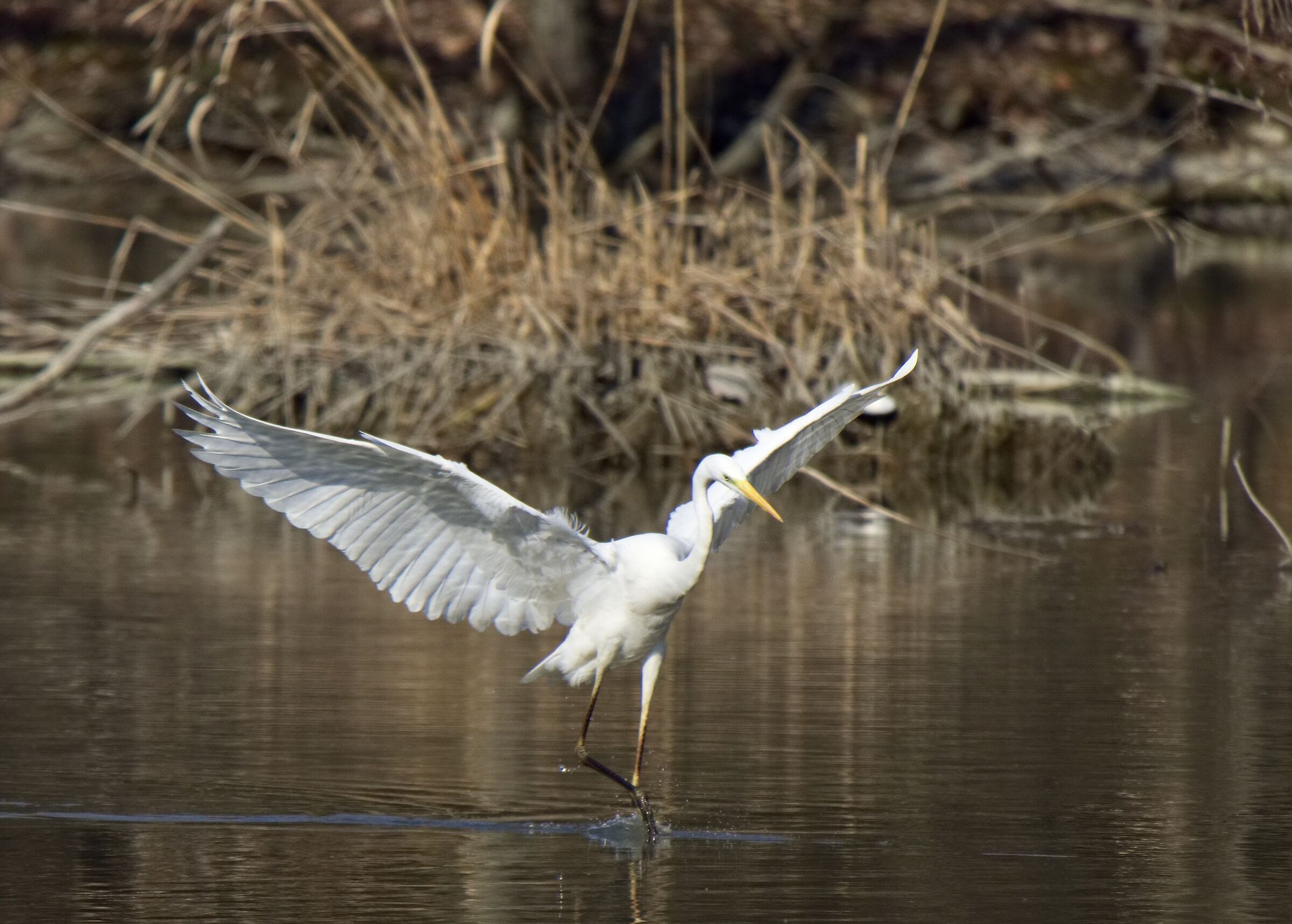 La danza dell' Airone bianco