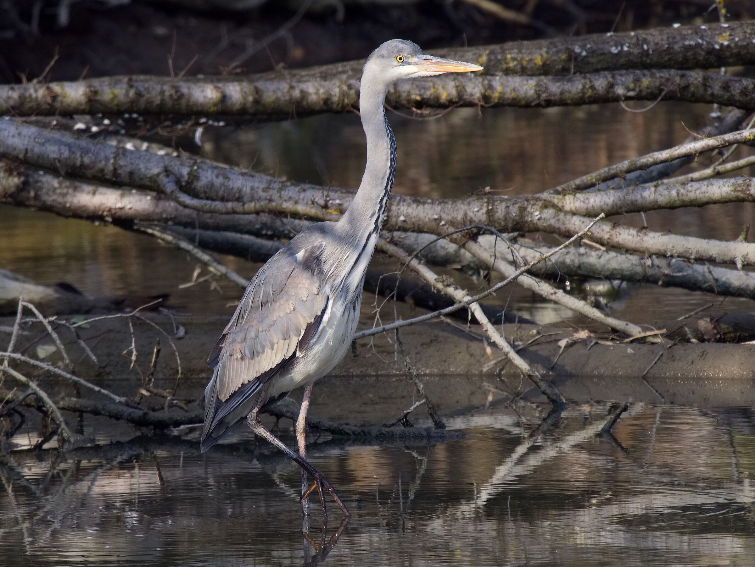 The elegance of the Cenerino