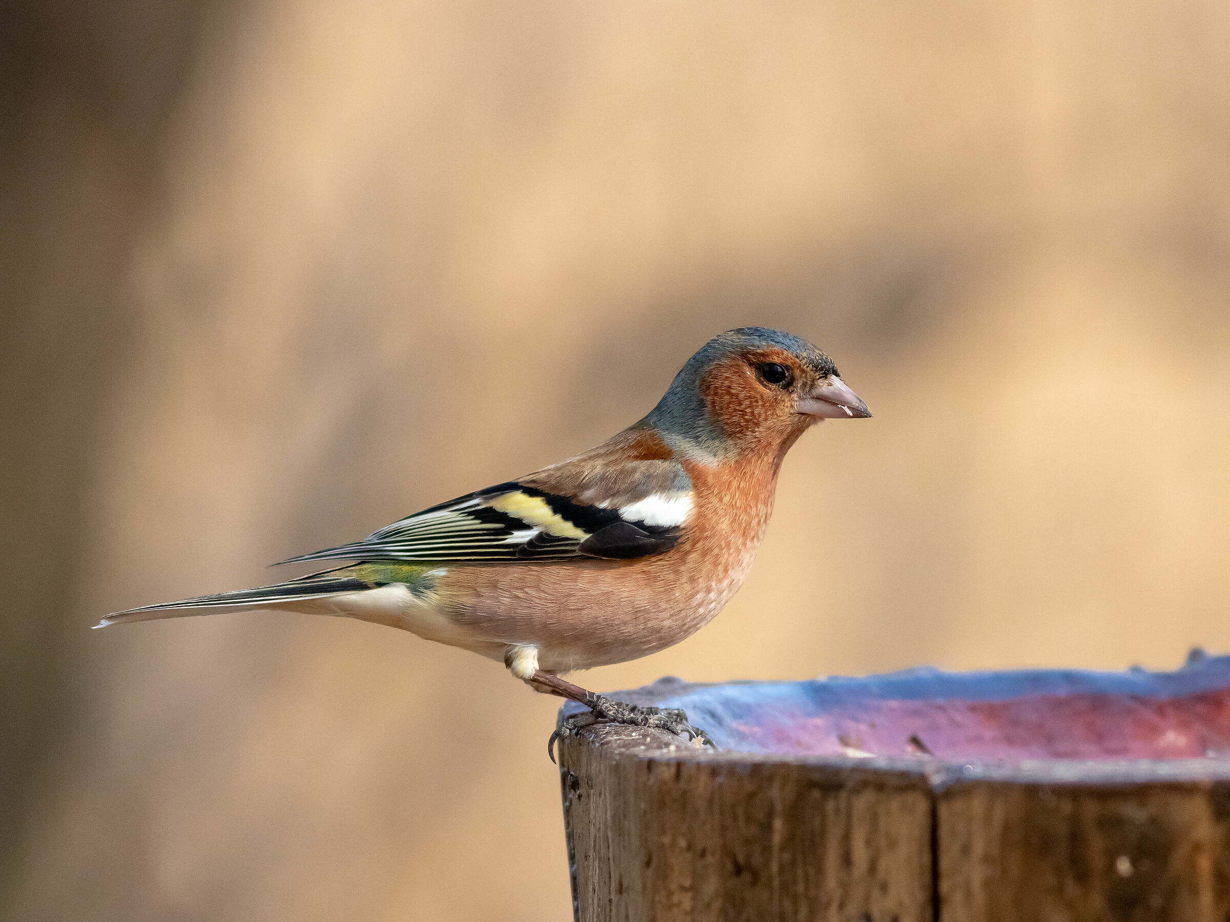 Chaffinch