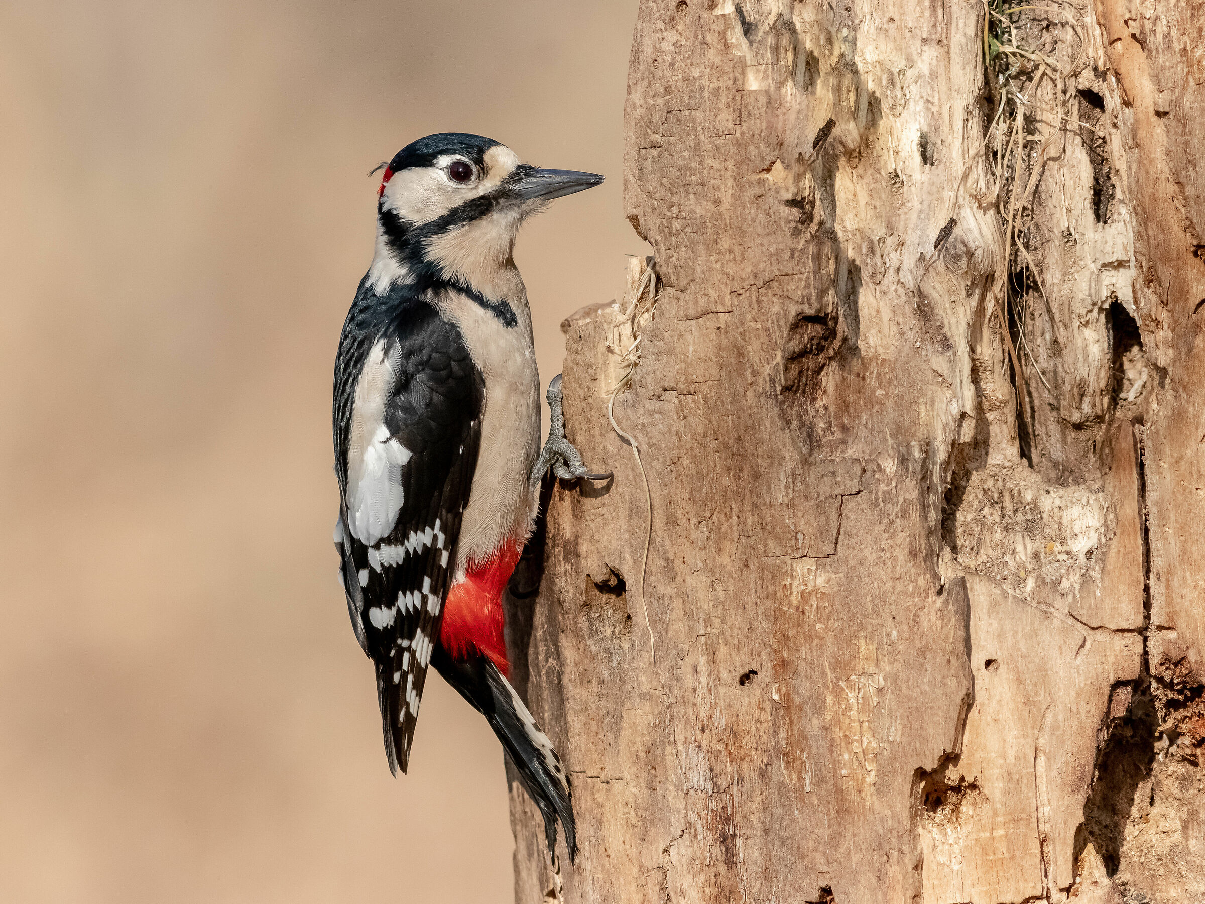 Picchio rosso maggiore
