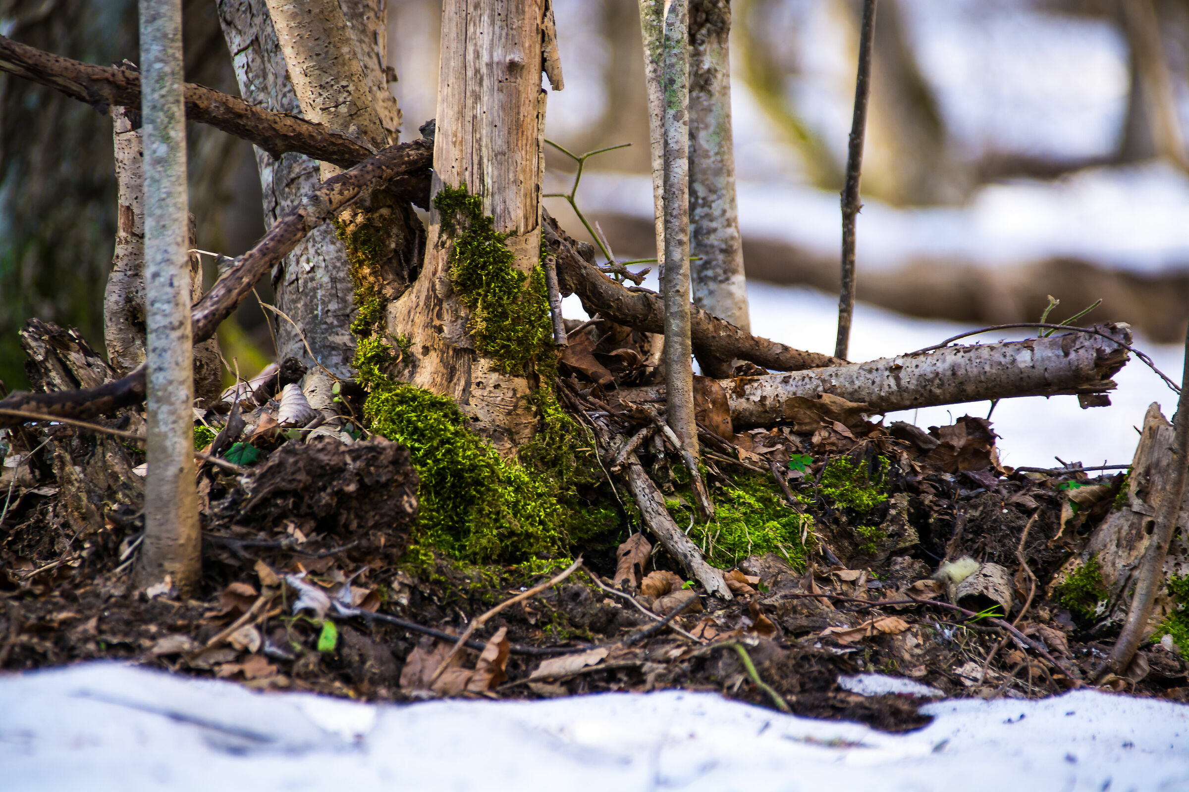 Canfaito Winter 2019