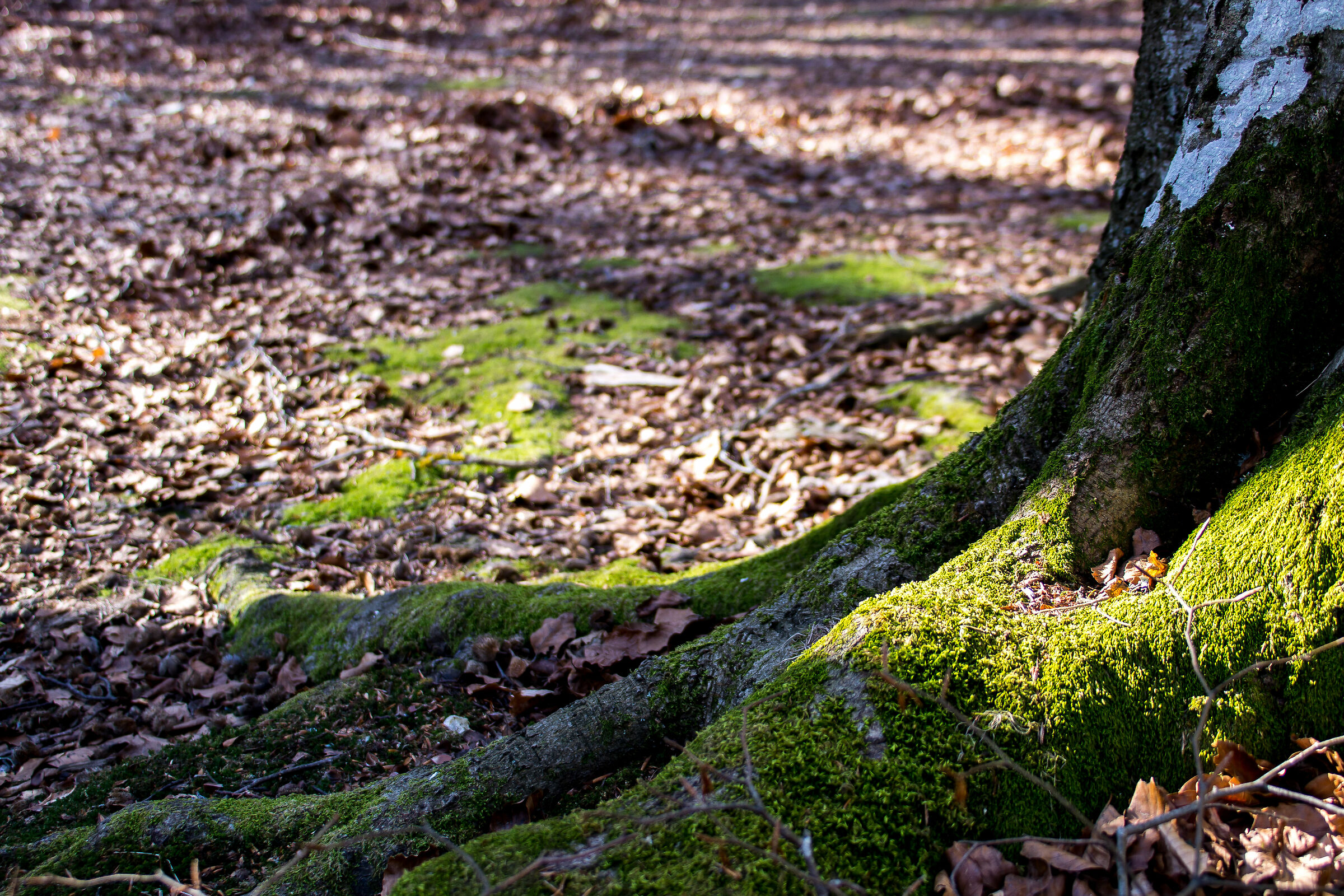 Canfaito, Winter 2019