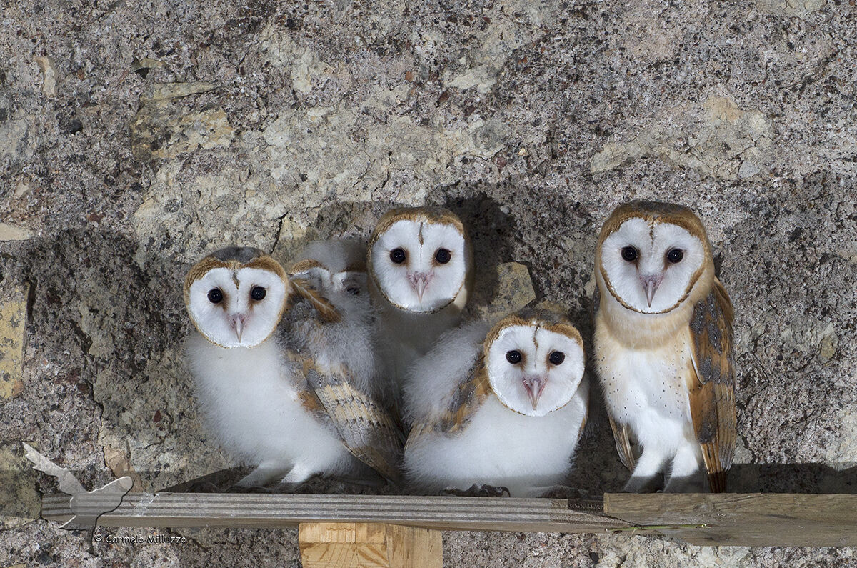 Giovani Barbagianni _Tyto alba _