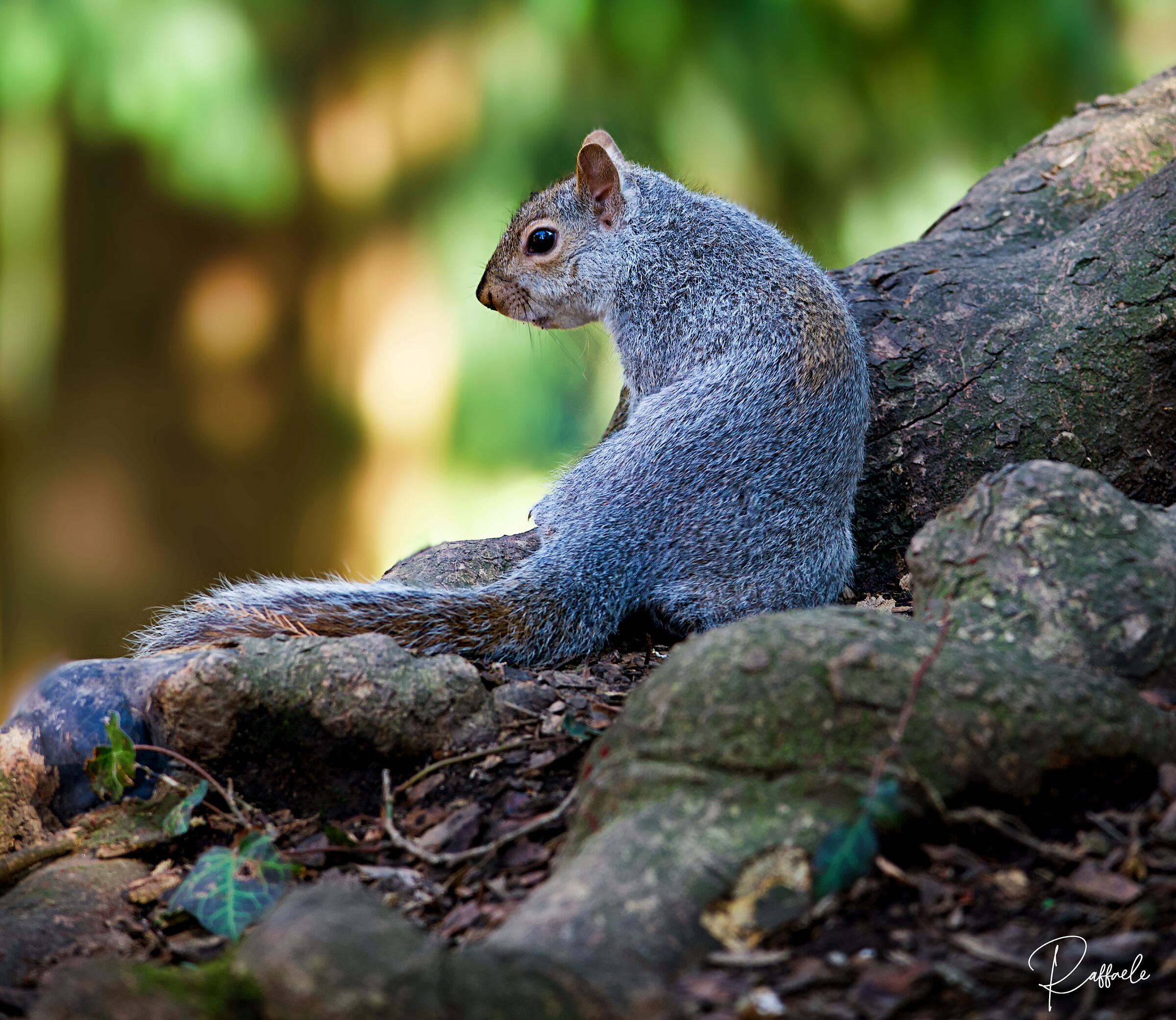 Blend into the forest-park of Monza