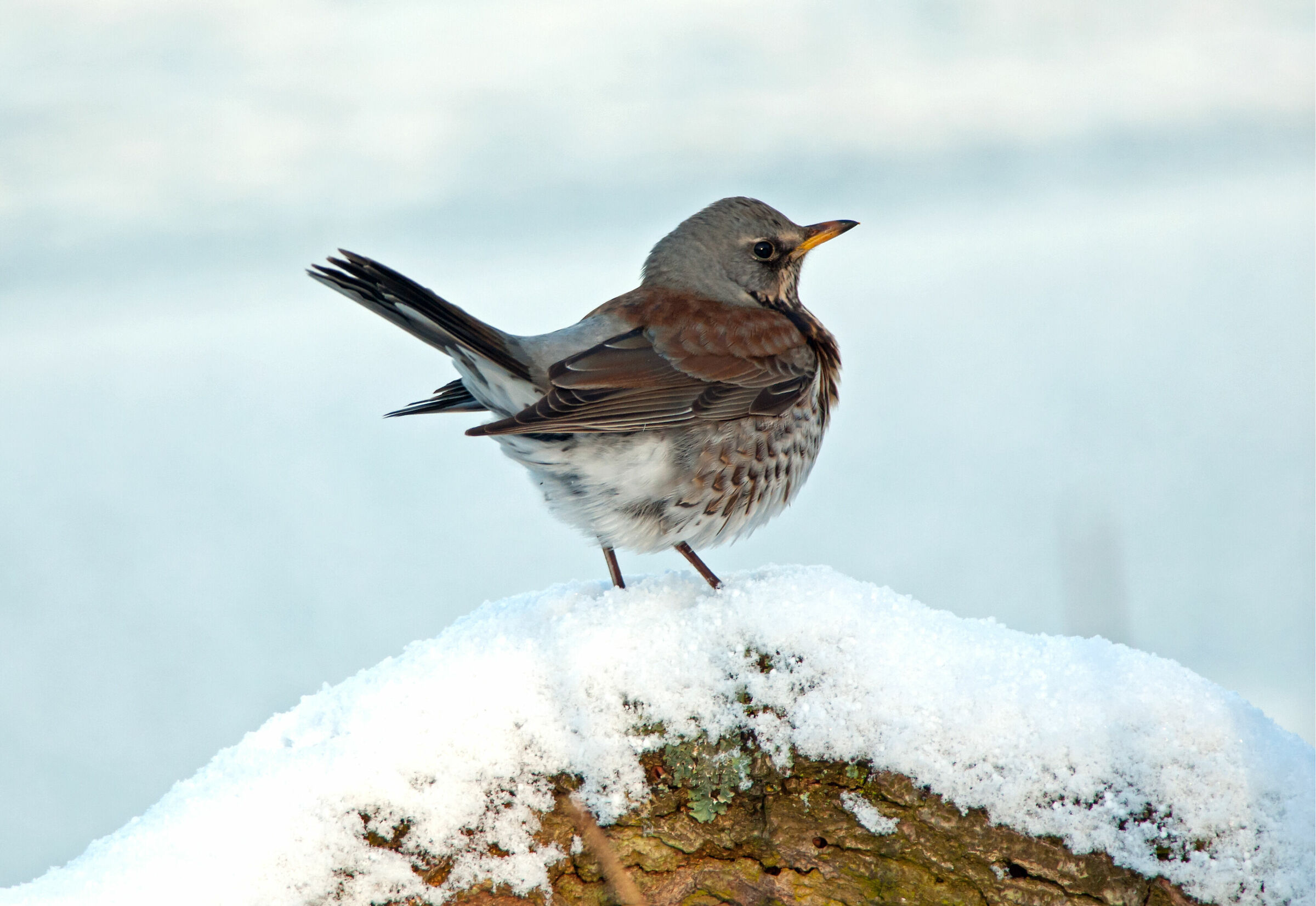 Fieldfare