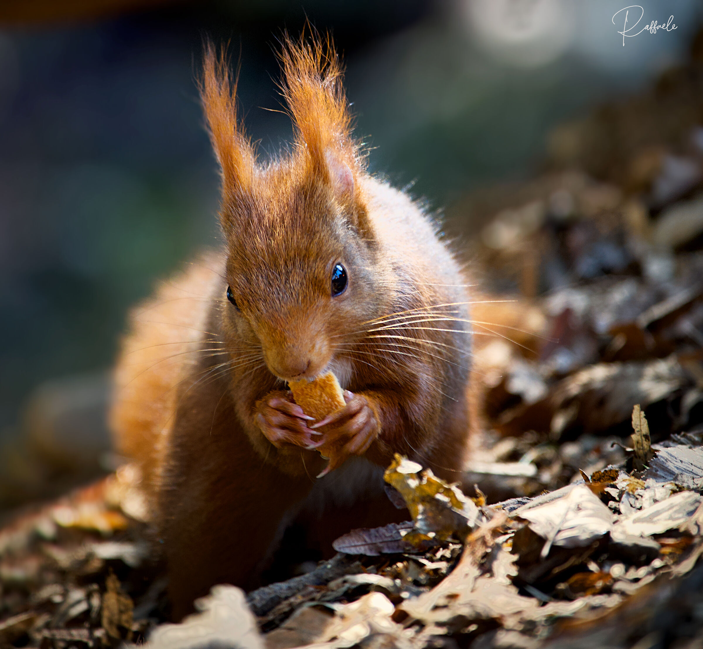 Squirrel in the park of Monza