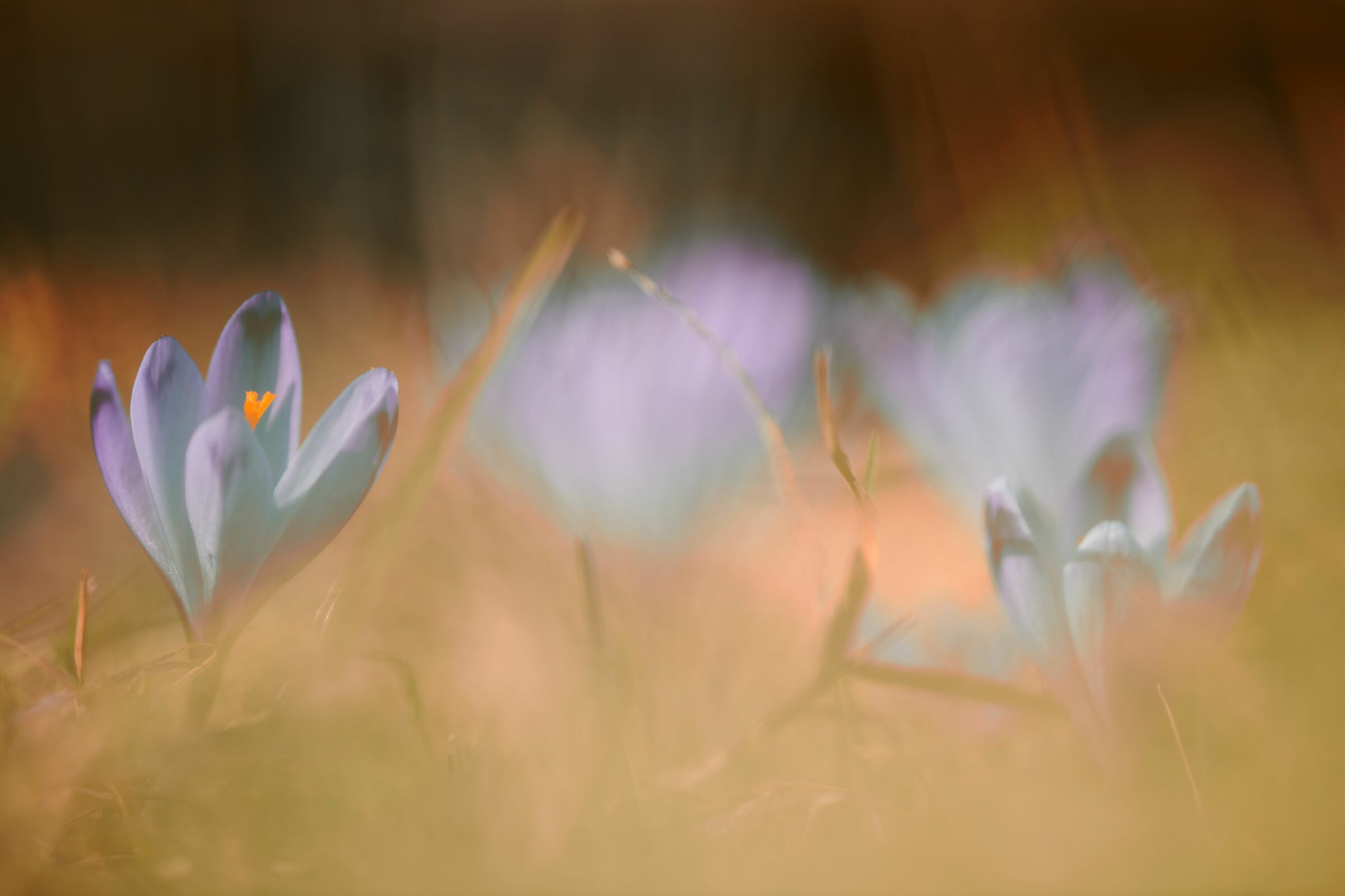 Crocus