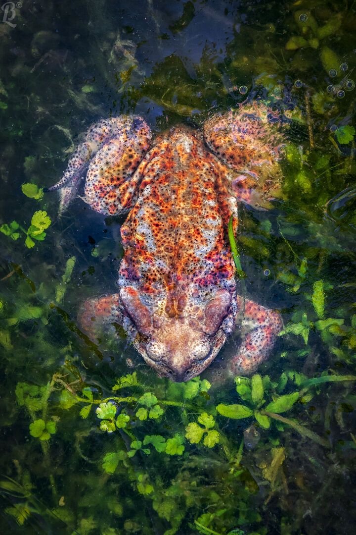Bufo Bufo under a patina of ice