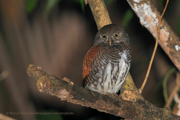 Glaucidium castanonotum