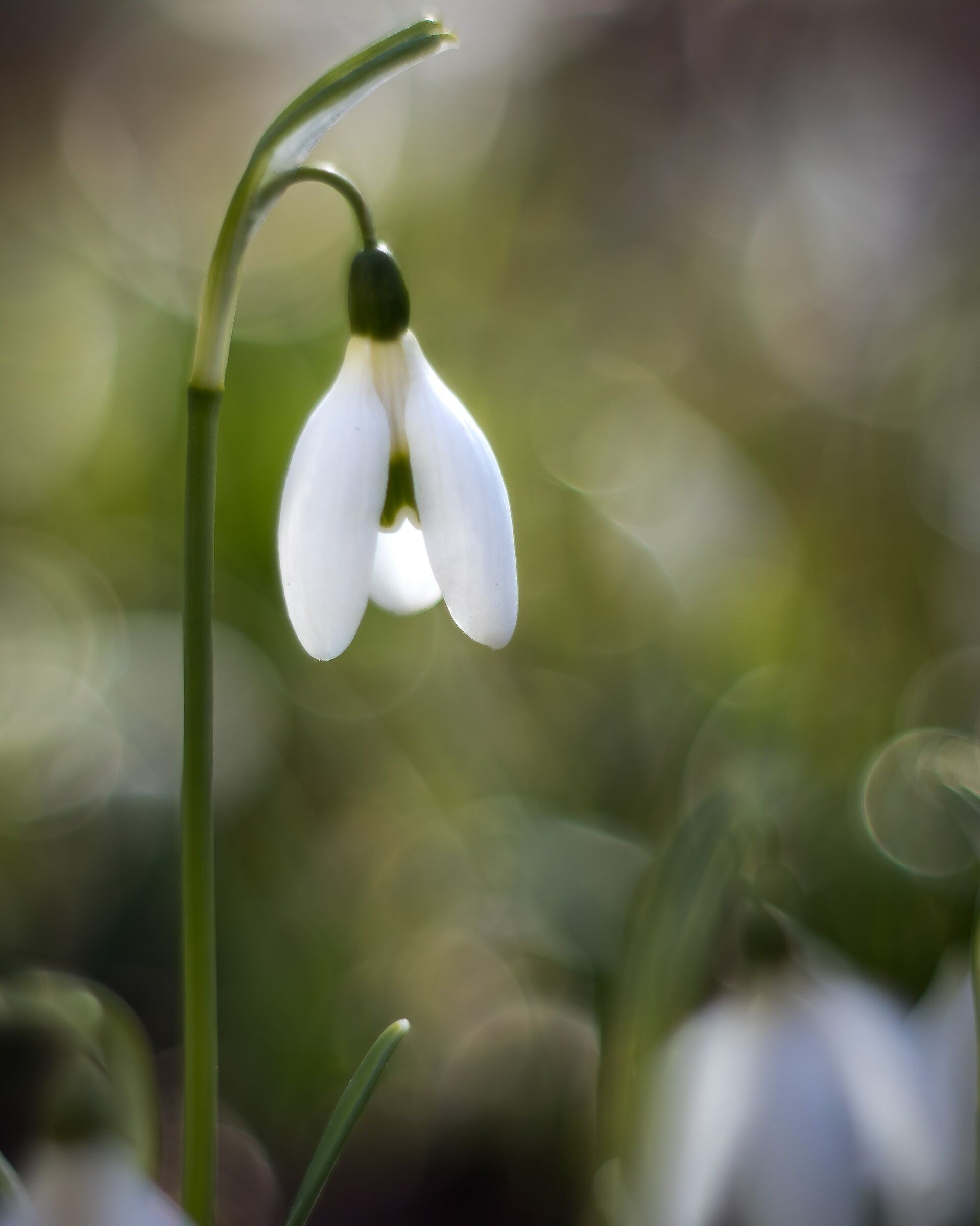 Snowdrop