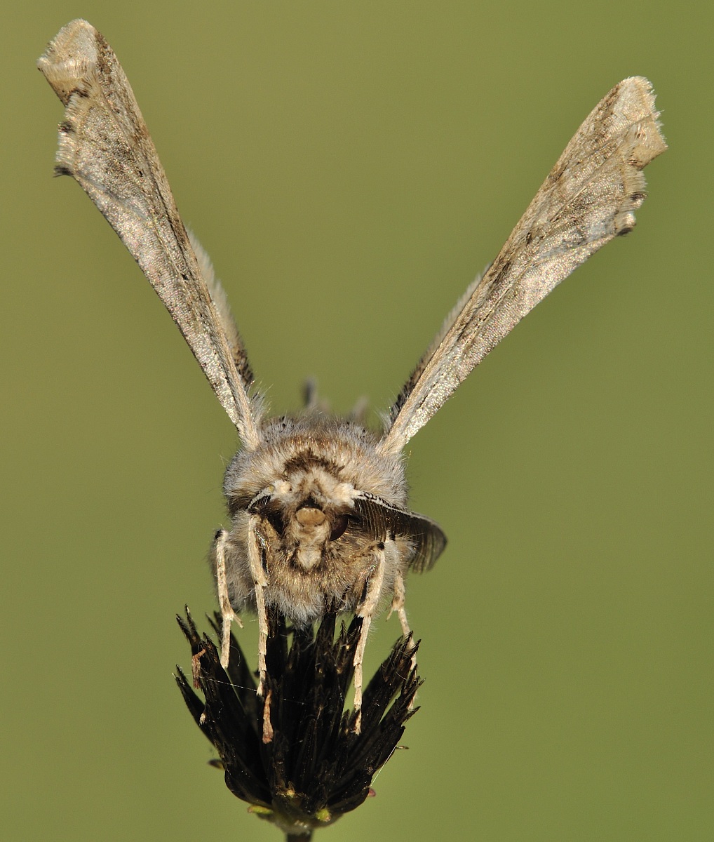 Apochima flabellaria (Heeger, 1838) - Geometridae Ennom