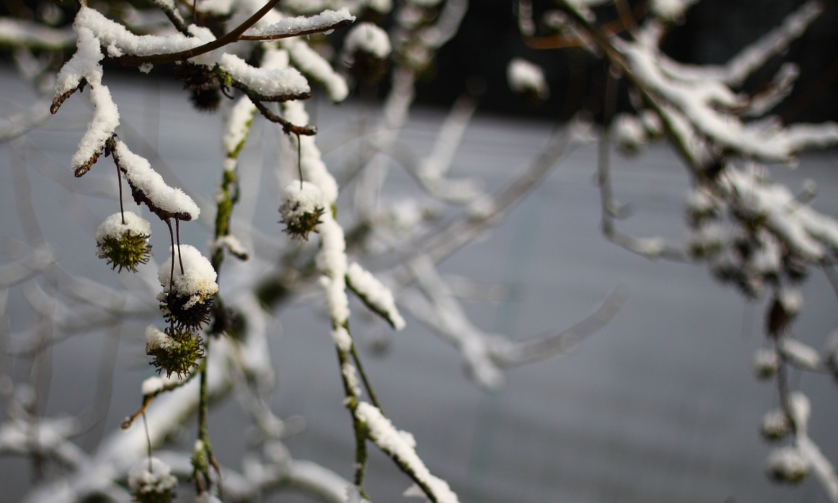 prima neve a bologna