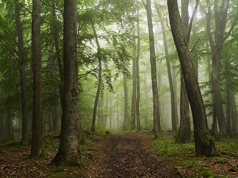Misty forest