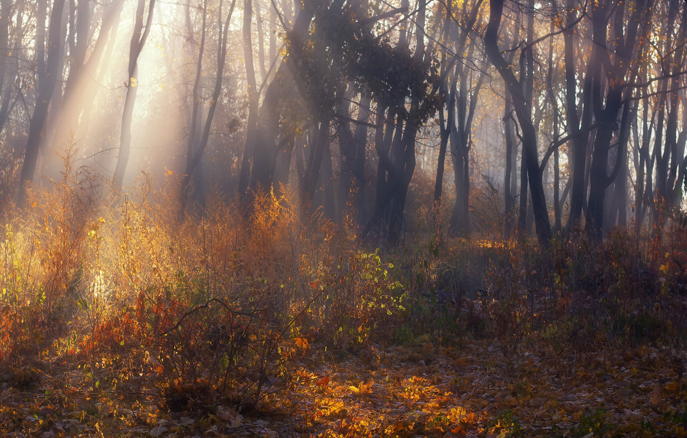Dawn in the forest