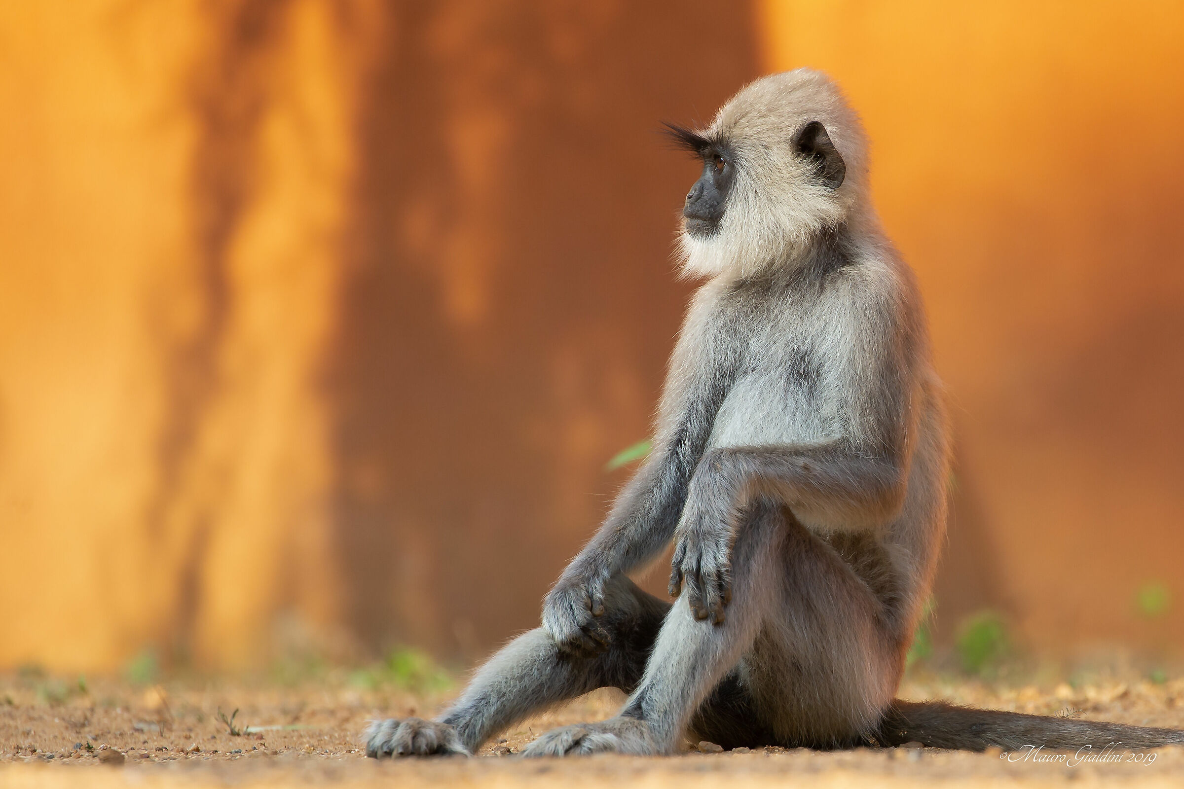 Langur Grey