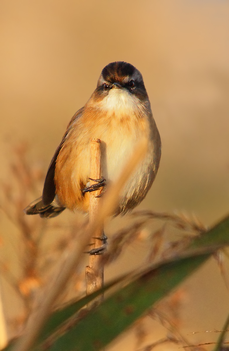 Moustached Warbler