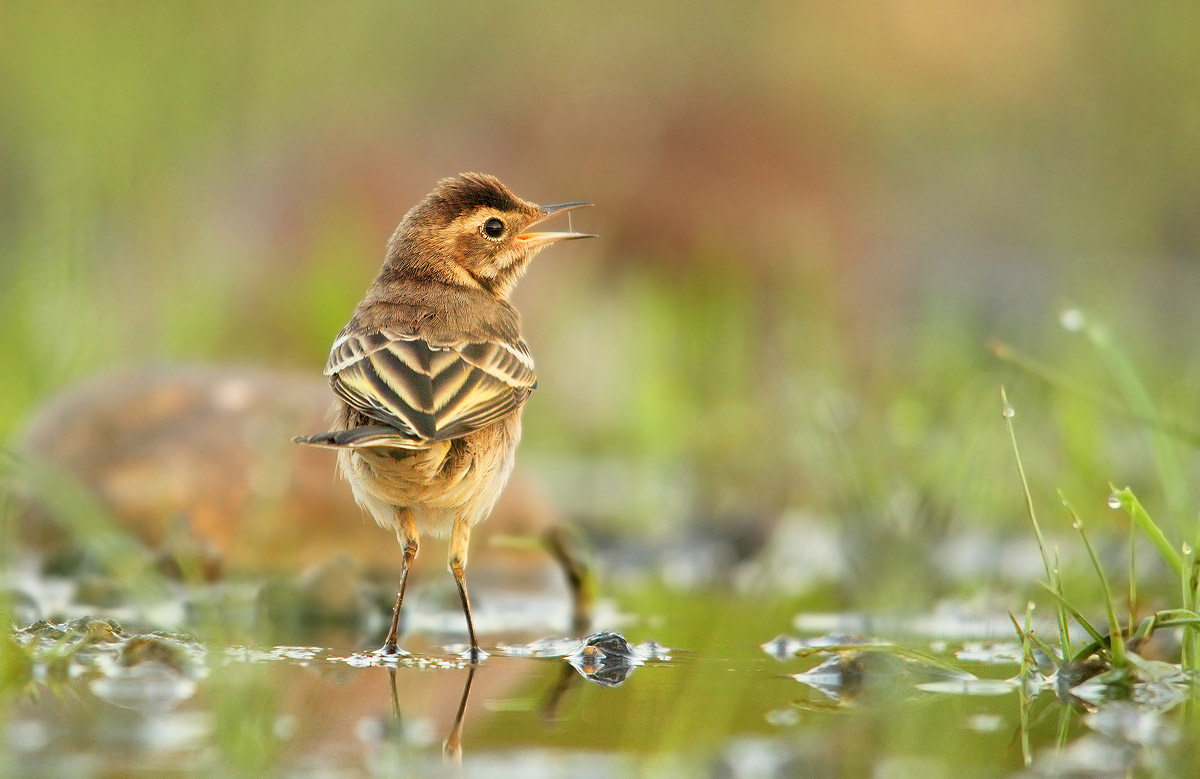 Young white wagtail