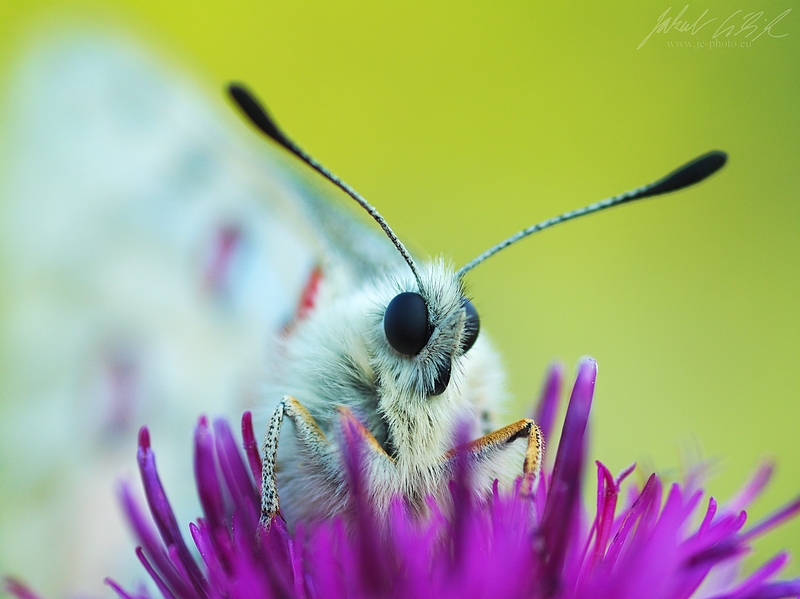Parnassius apollo