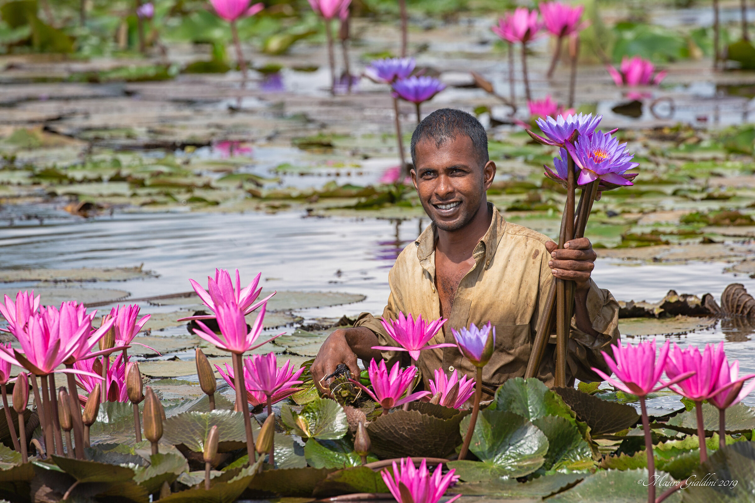 The lotus flower Binder