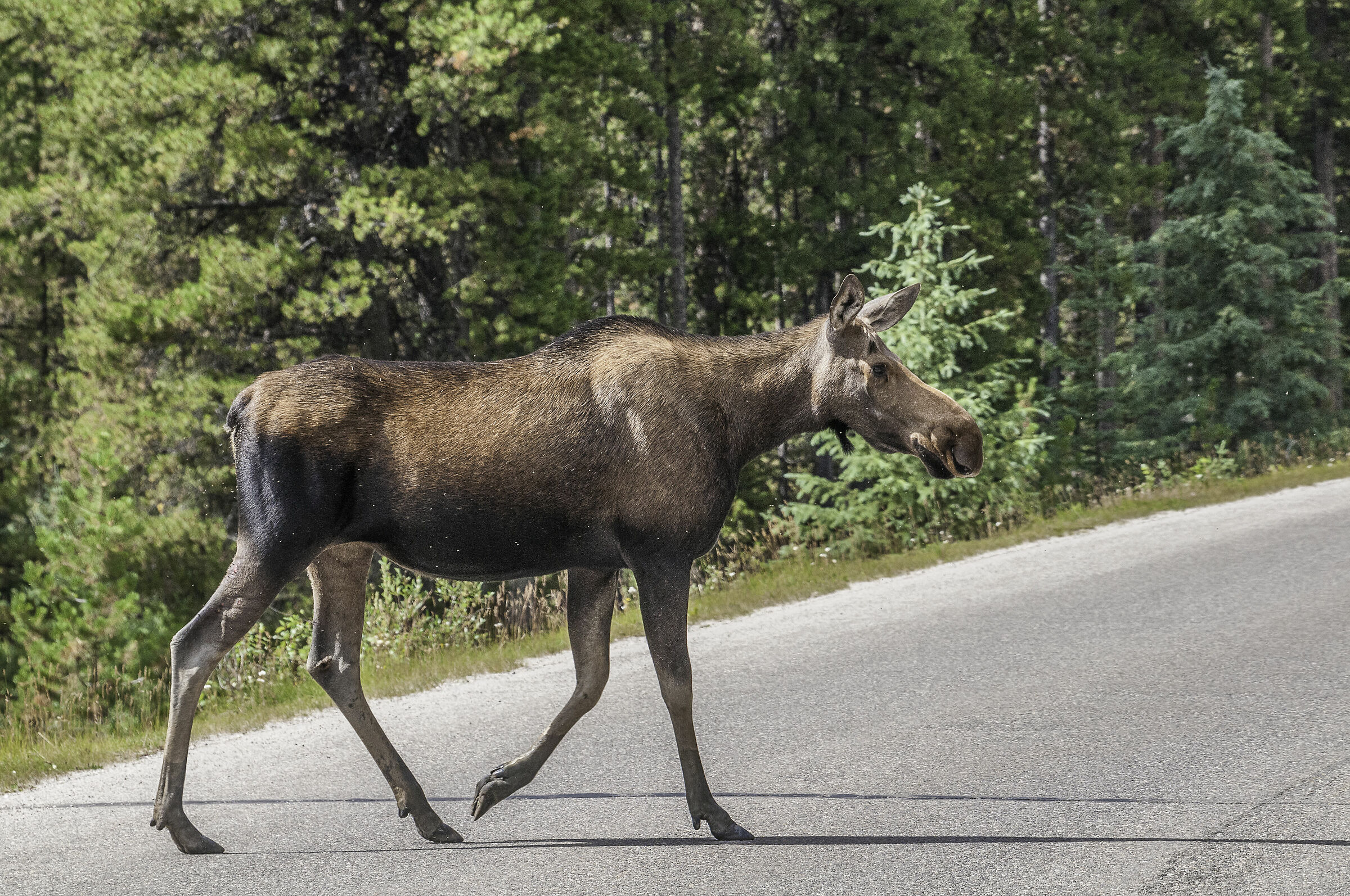 Jasper National Park