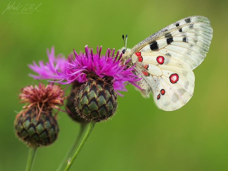 Parnassius apollo