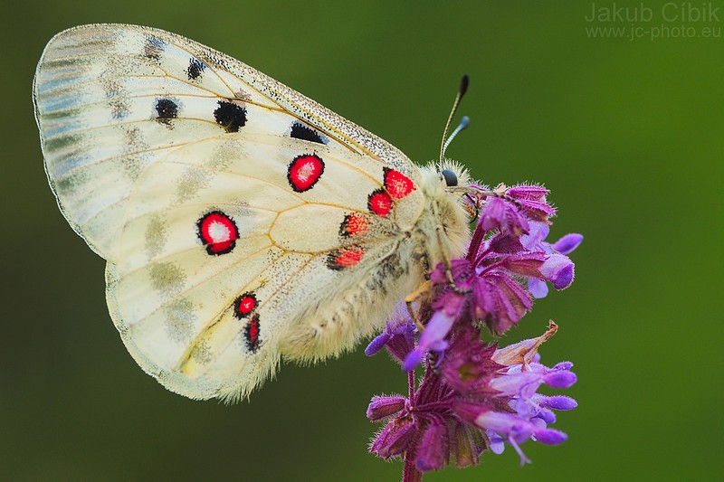 Parnassius apollo