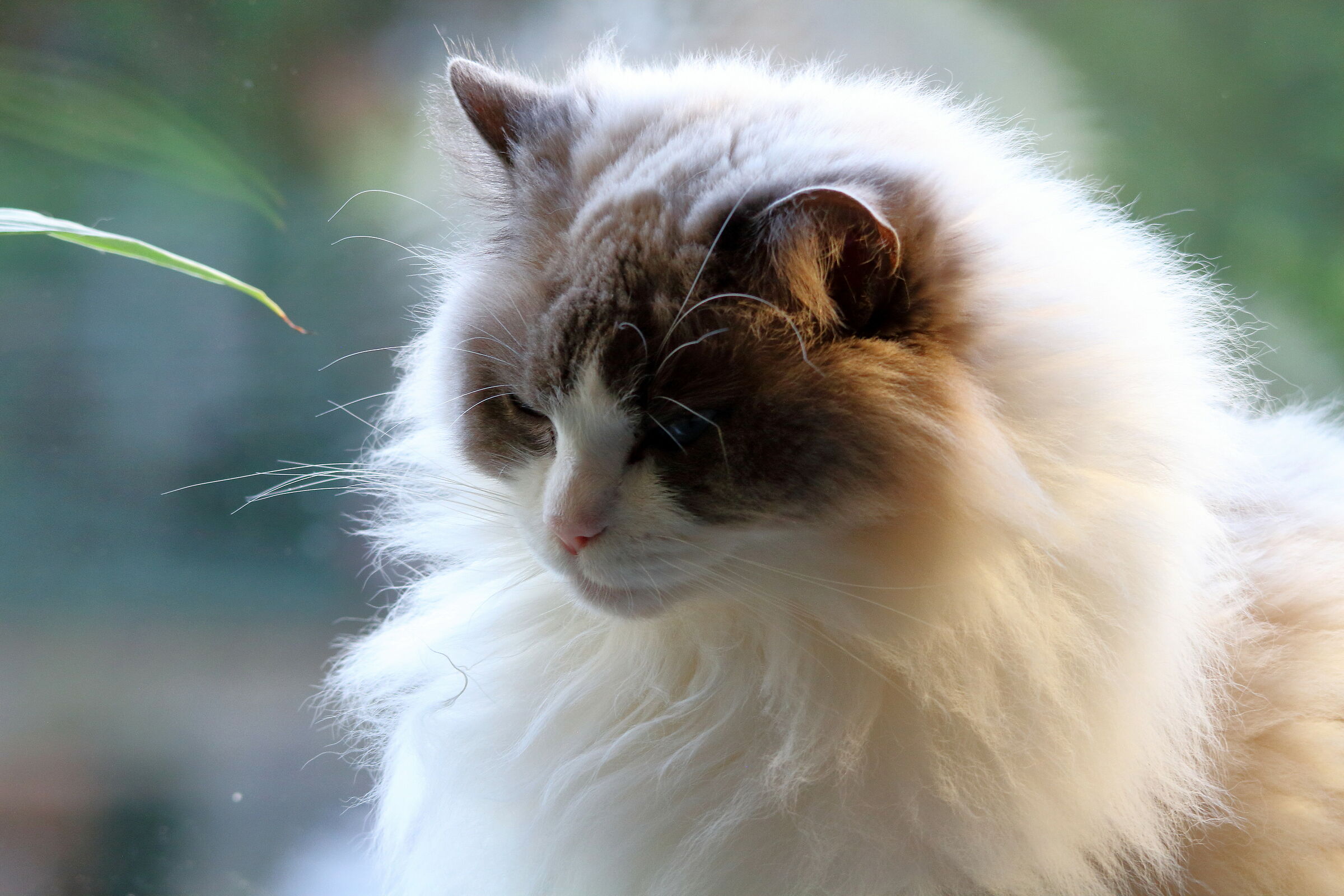 Musse, min datters kat