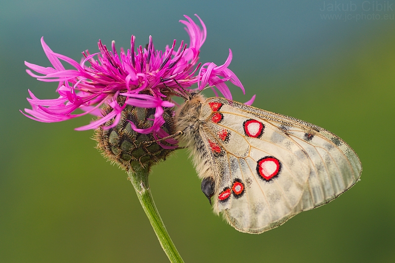 Parnassius apollo