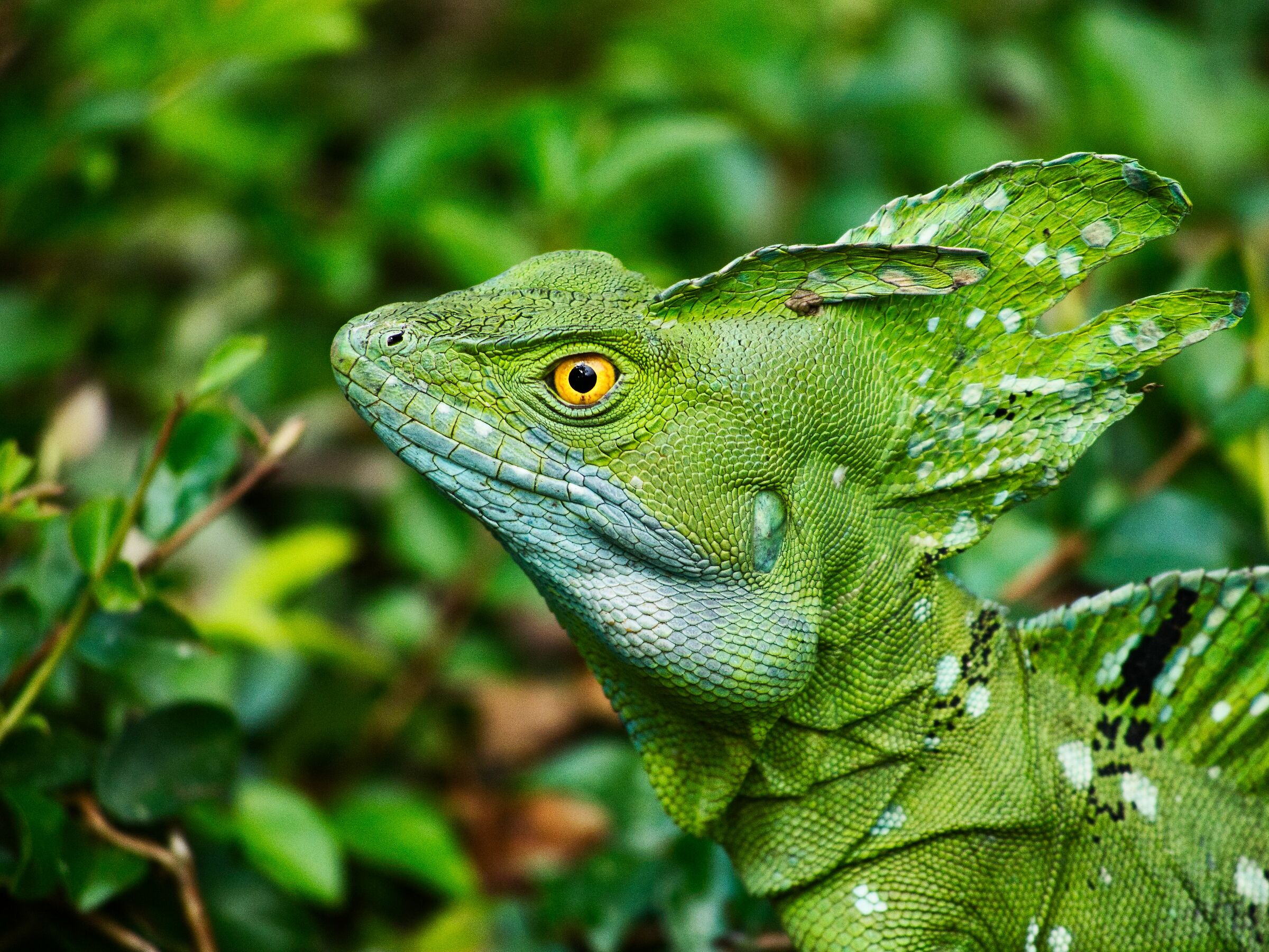 Green Basilisk