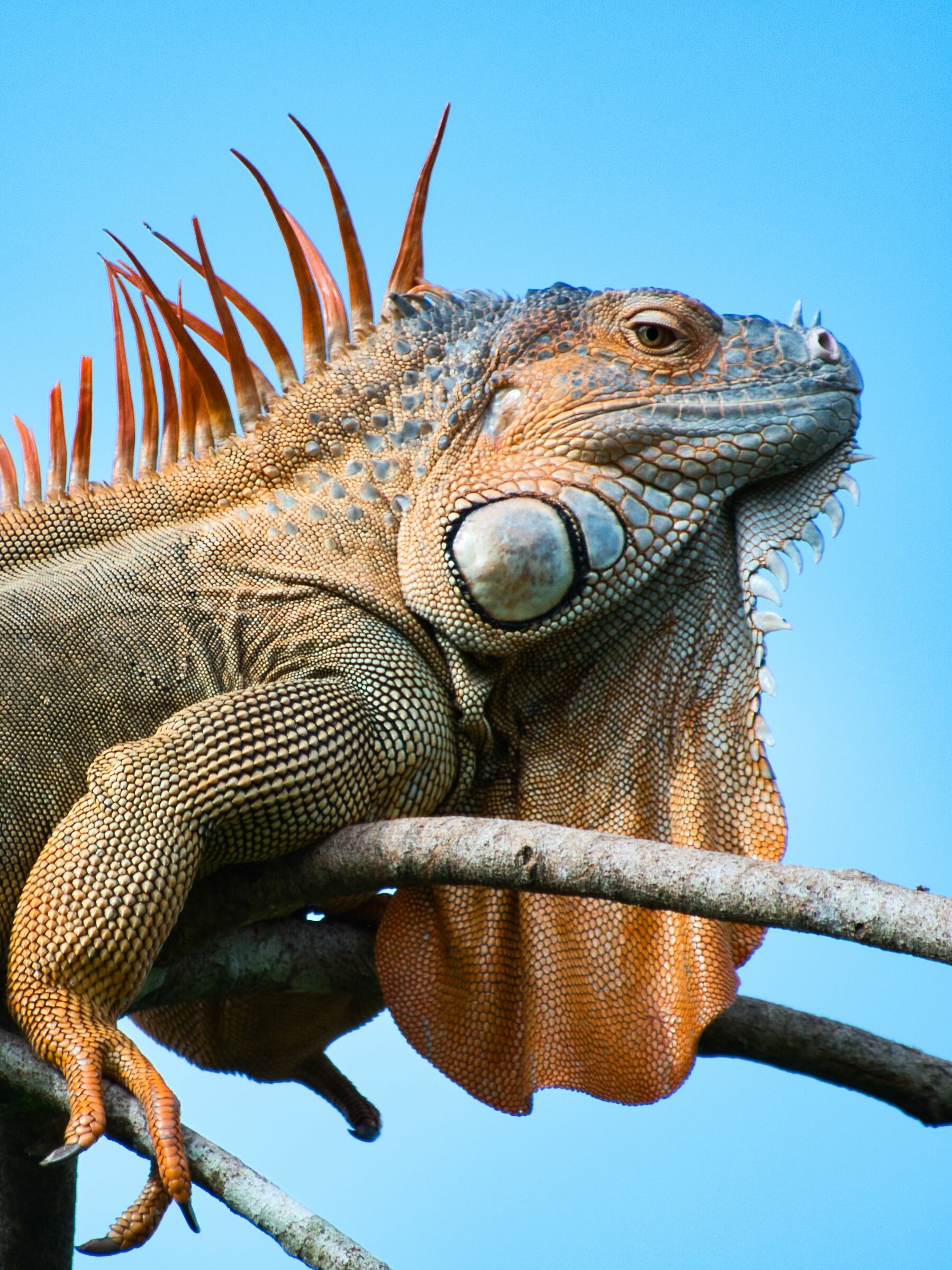 Green Iguana