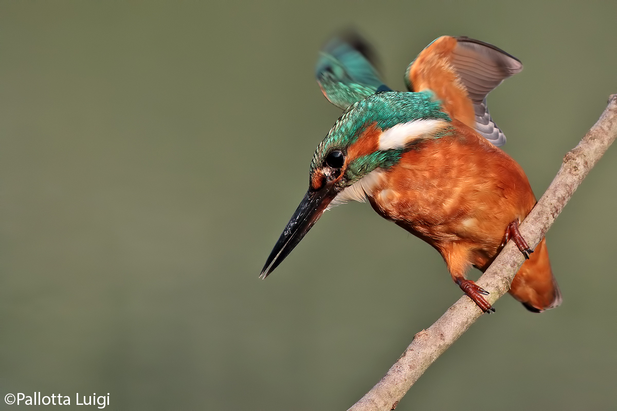 Martin pescatore (Alcedo atthis)