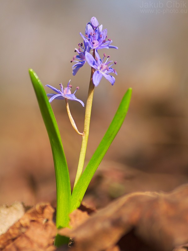 Scilla sp.
