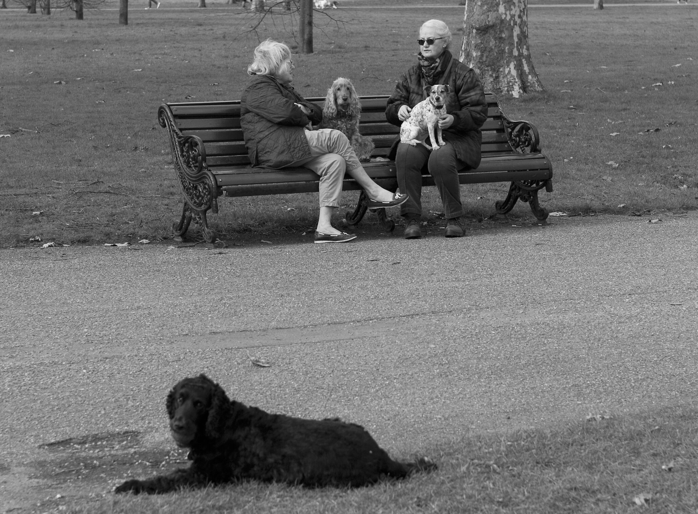Black dog