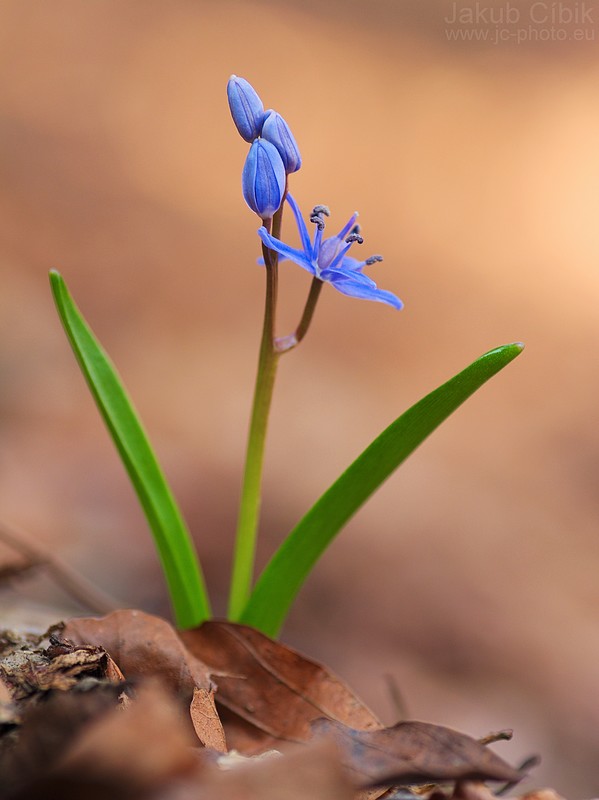 Scilla sp.