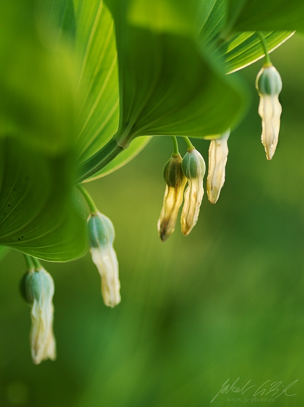 Polygonatum odoratum
