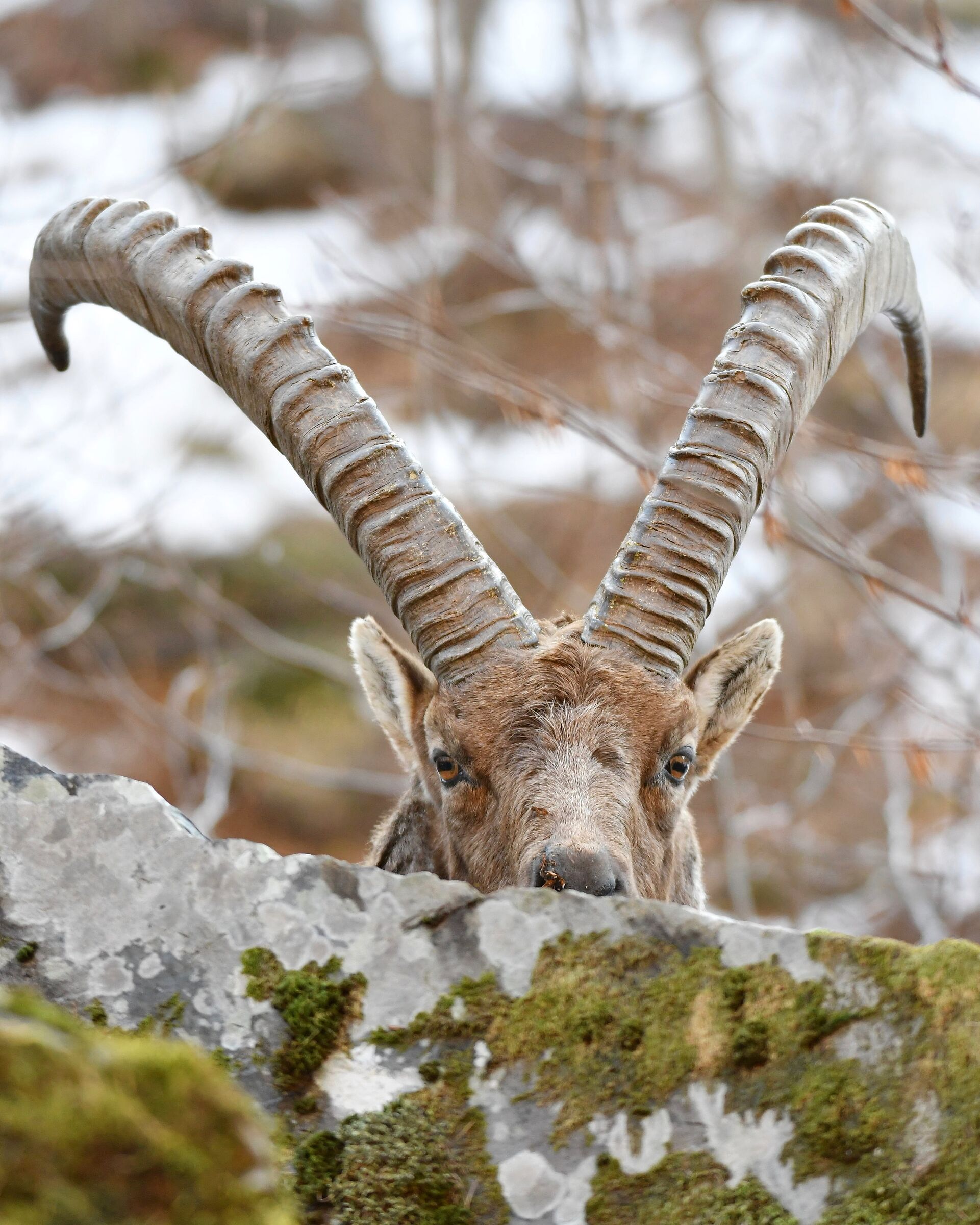 Alpine Ibex