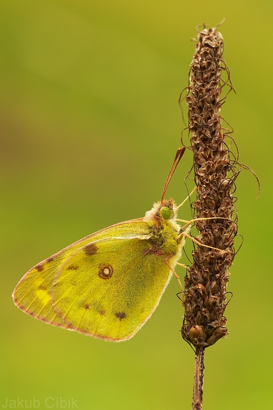 Colias sp.