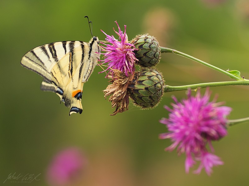 Iphiclides podalirius