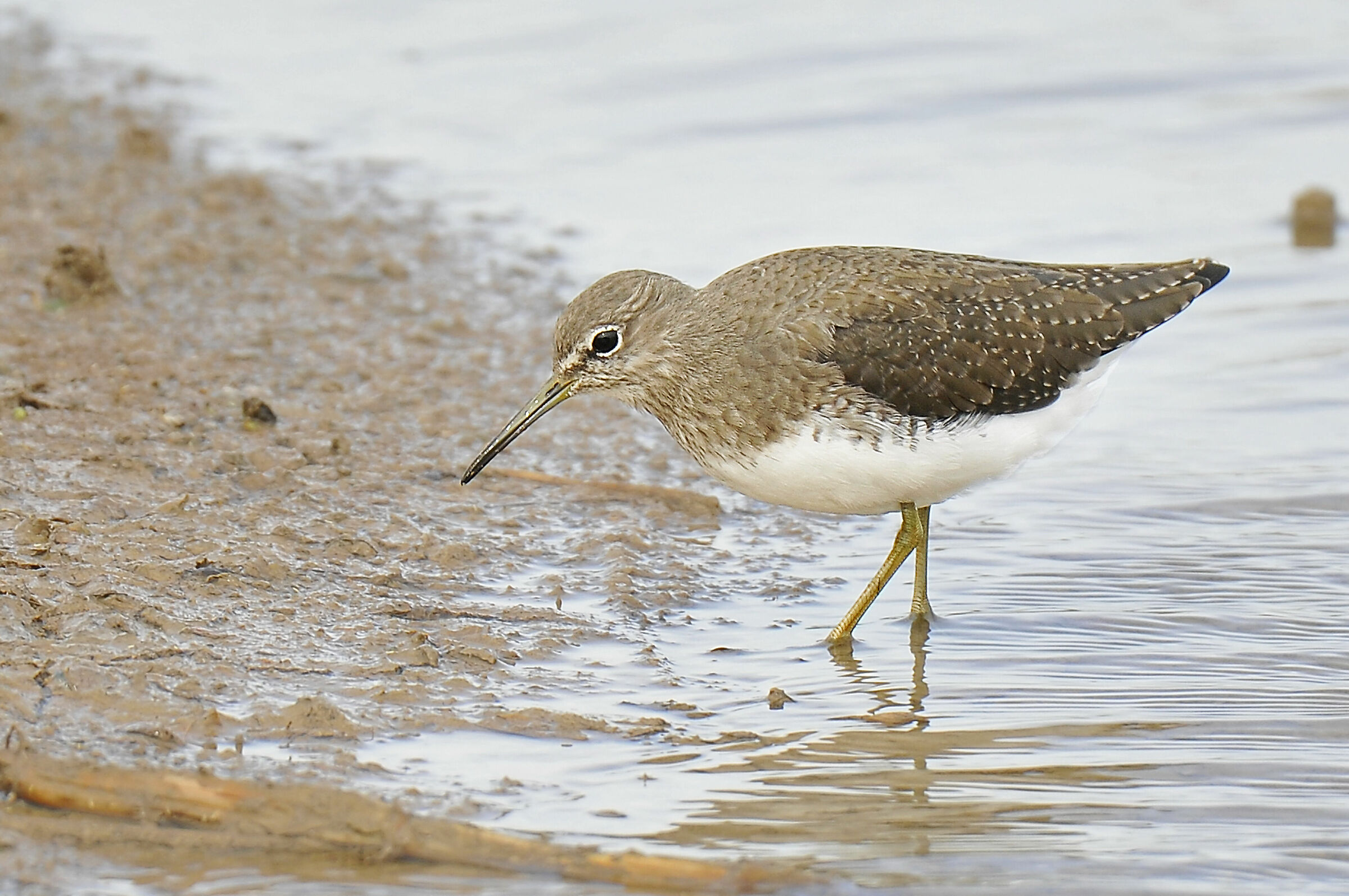 Piro piro culbianco (Green Sandpiper)
