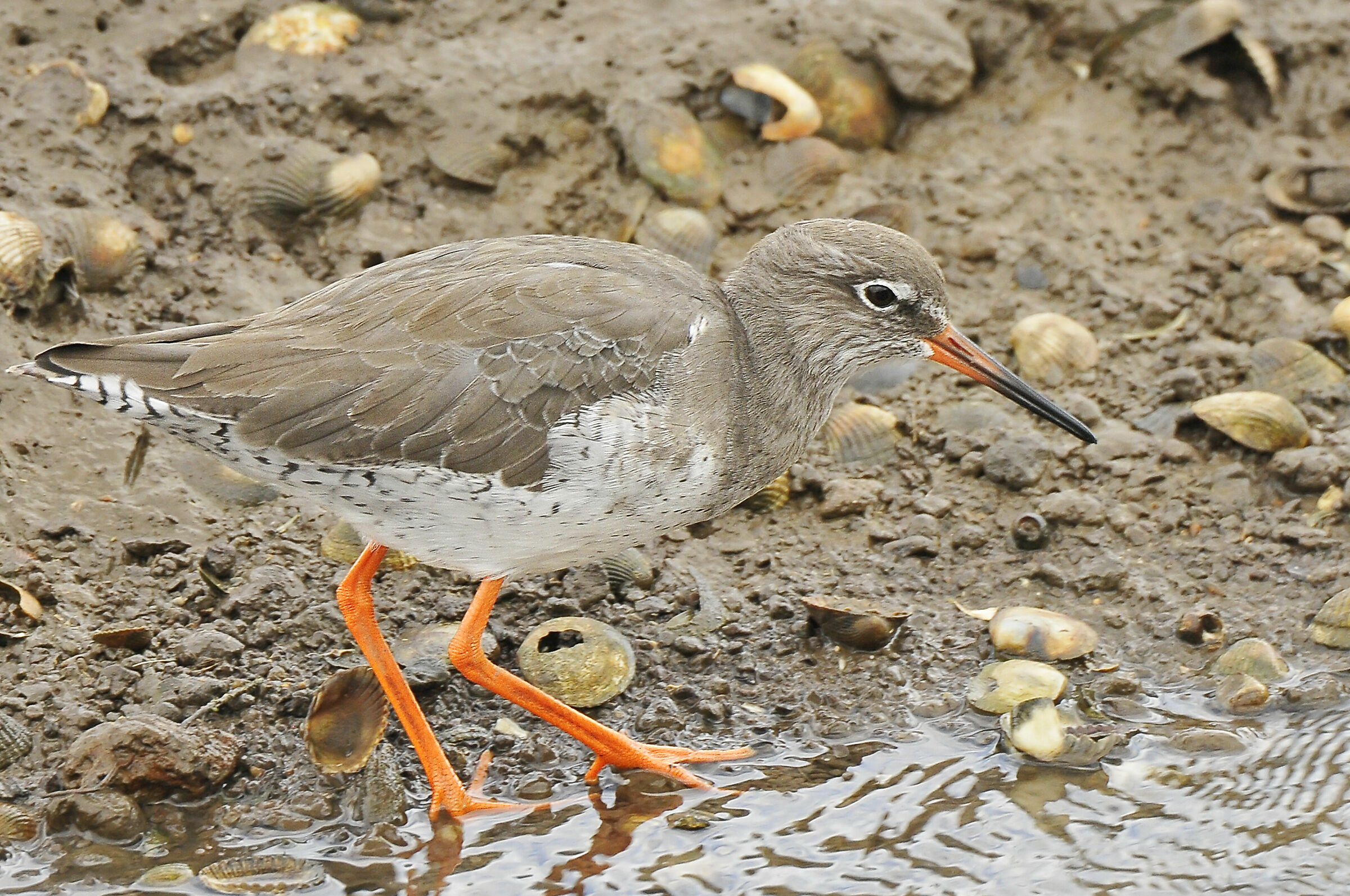 Pettegola (Red Shank)