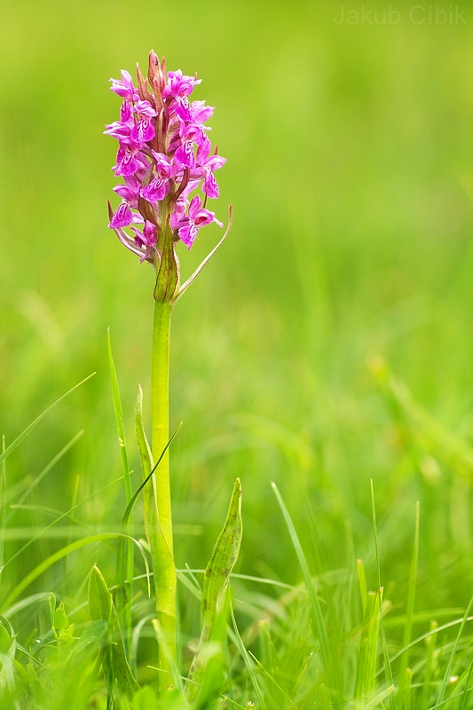 Dactylorhiza majlis